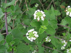 Lantana indica