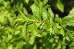 Solidago latissimifolia