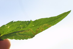 Liriomyza eupatorii