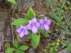 Barleria involucrata