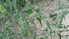 Chenopodium pratericola