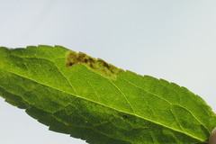 Calycomyza solidaginis