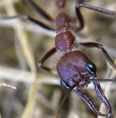 Myrmecia regularis