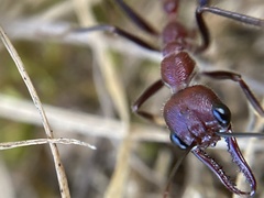 Myrmecia regularis