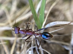 Myrmecia regularis