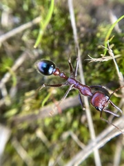 Myrmecia regularis