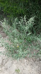 Chenopodium pratericola