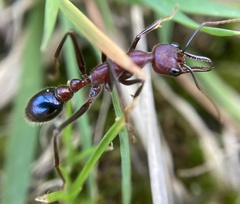Myrmecia regularis