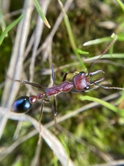 Myrmecia regularis