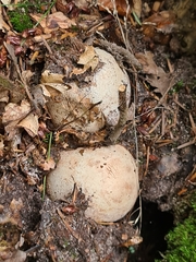 Phallus impudicus
