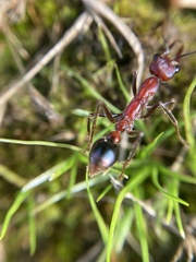 Myrmecia regularis