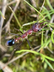 Myrmecia regularis