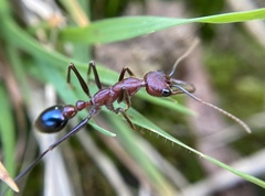 Myrmecia regularis