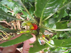 Impatiens niamniamensis