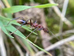 Myrmecia regularis