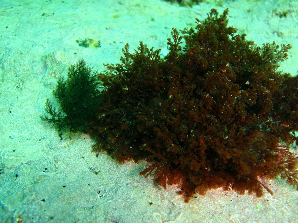 Tayloriella