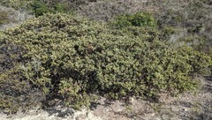 Arctostaphylos morroensis