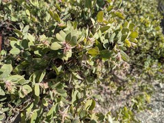 Arctostaphylos morroensis