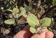 Arctostaphylos morroensis