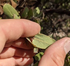 Arctostaphylos morroensis