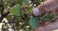 Arctostaphylos morroensis