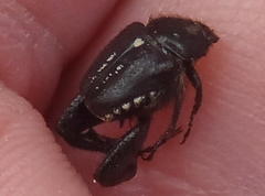 Monochelus