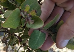 Arctostaphylos morroensis