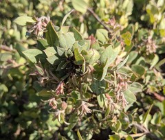 Arctostaphylos morroensis