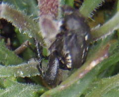Monochelus