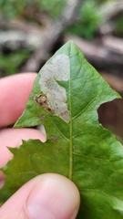 Liriomyza taraxaci