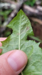 Liriomyza taraxaci