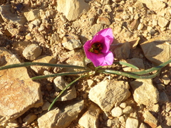 Romulea atrandra
