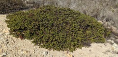 Arctostaphylos osoensis