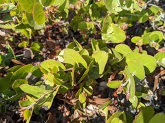 Arctostaphylos osoensis