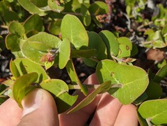 Arctostaphylos osoensis
