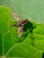 Fazia