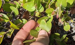 Arctostaphylos osoensis