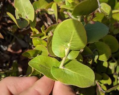 Arctostaphylos osoensis