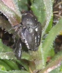 Monochelus