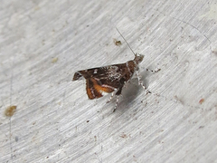 Prochoreutis inflatella