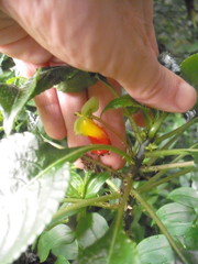 Impatiens niamniamensis