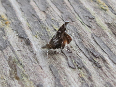 Prochoreutis inflatella