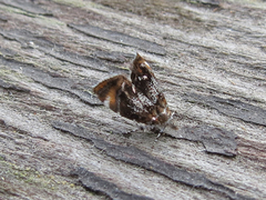 Prochoreutis inflatella