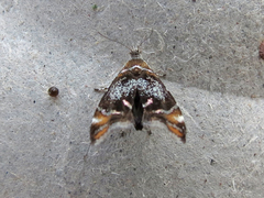 Prochoreutis inflatella