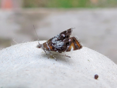 Prochoreutis inflatella