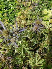 Eryngium amethystinum