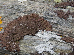 Anaptychia runcinata