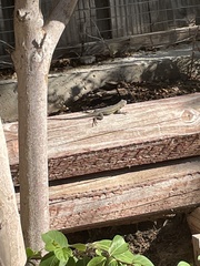 Sceloporus occidentalis