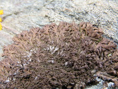 Anaptychia runcinata