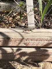 Sceloporus occidentalis